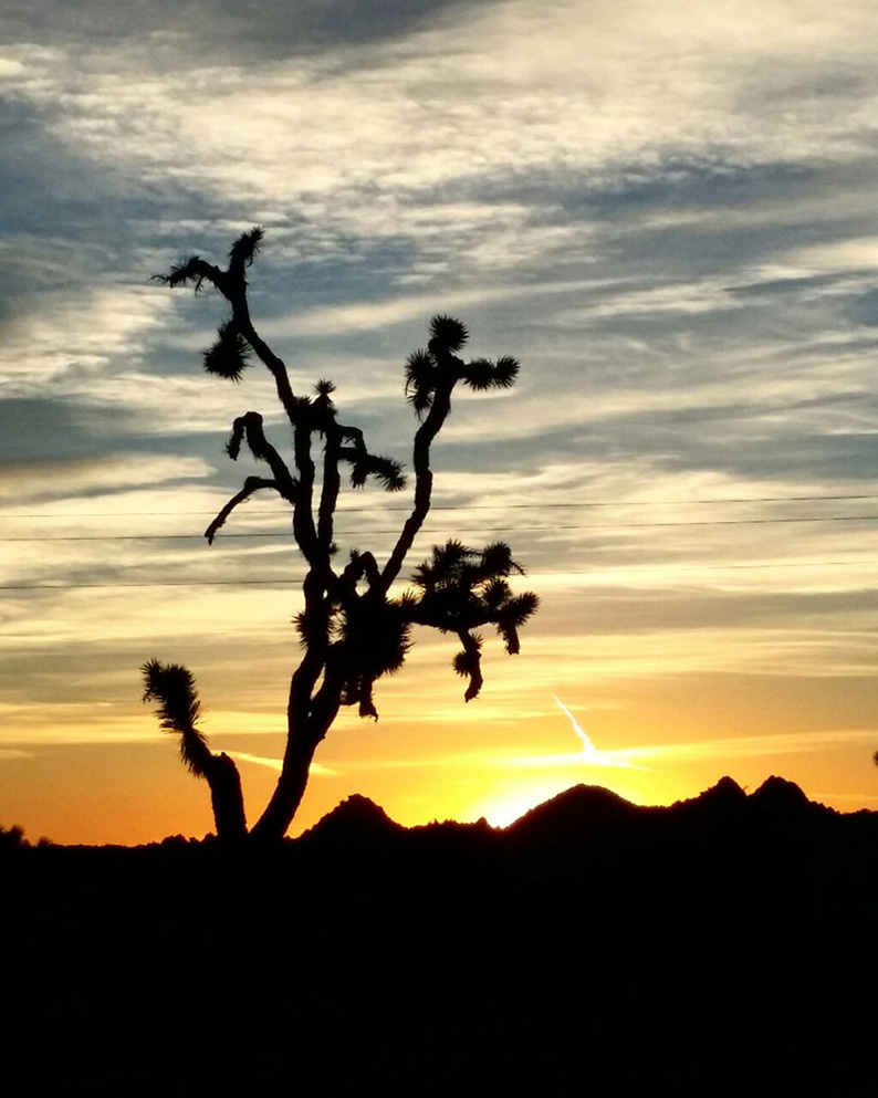 the Joshua Tree