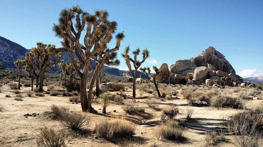 The Joshua Tree Park