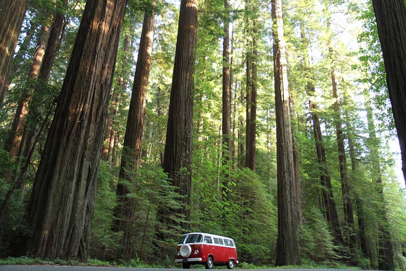 Redwood giants