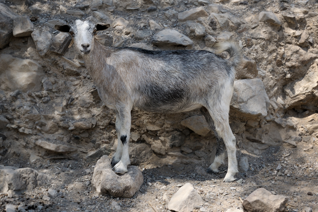 Oman Goats