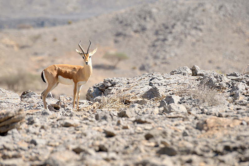 Arabian gazelle