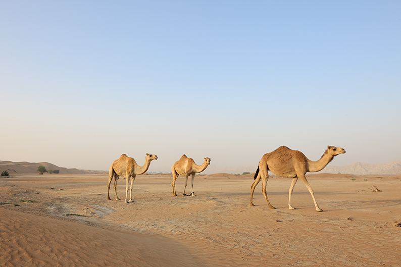 camels desert