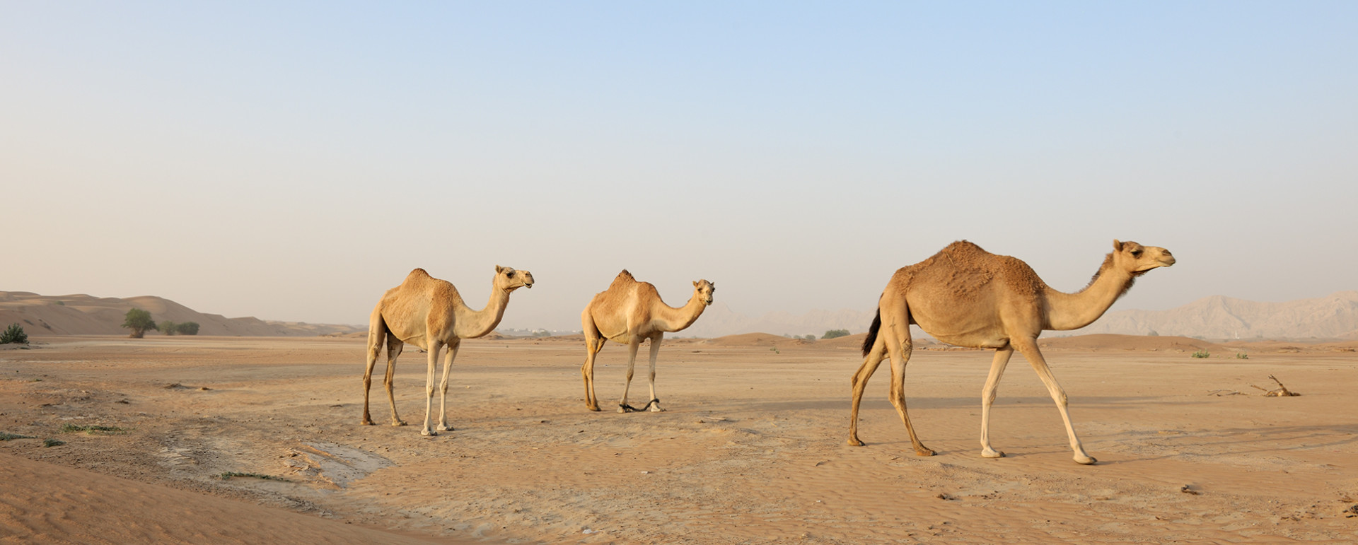 Camels desert