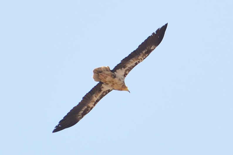 Egyptian vulture