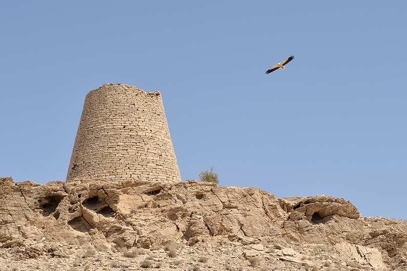 Oman trail beehive tombs egyptian vulture Jabl Bani Jabir