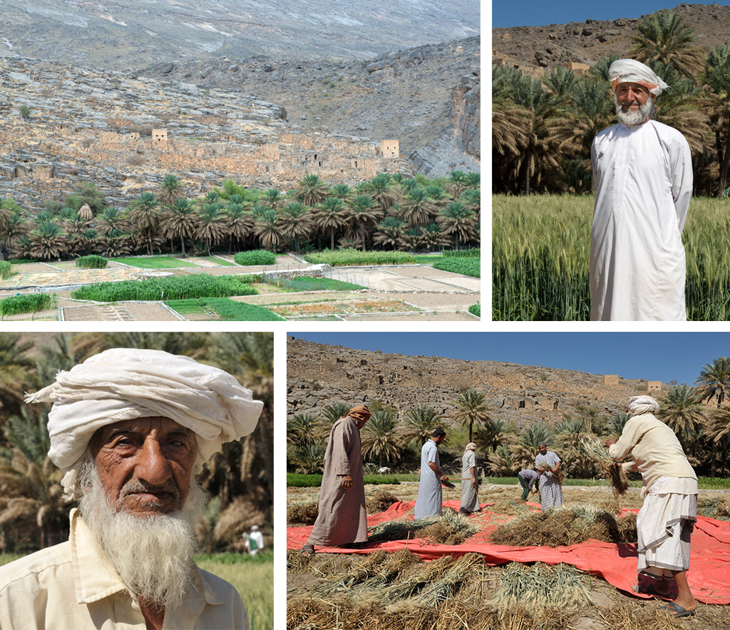 Oman harvest in Ghul