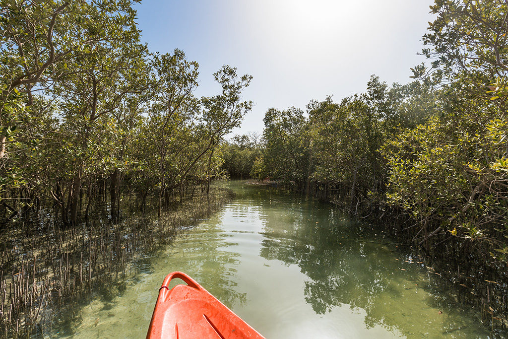 Umm al quwain mangroves