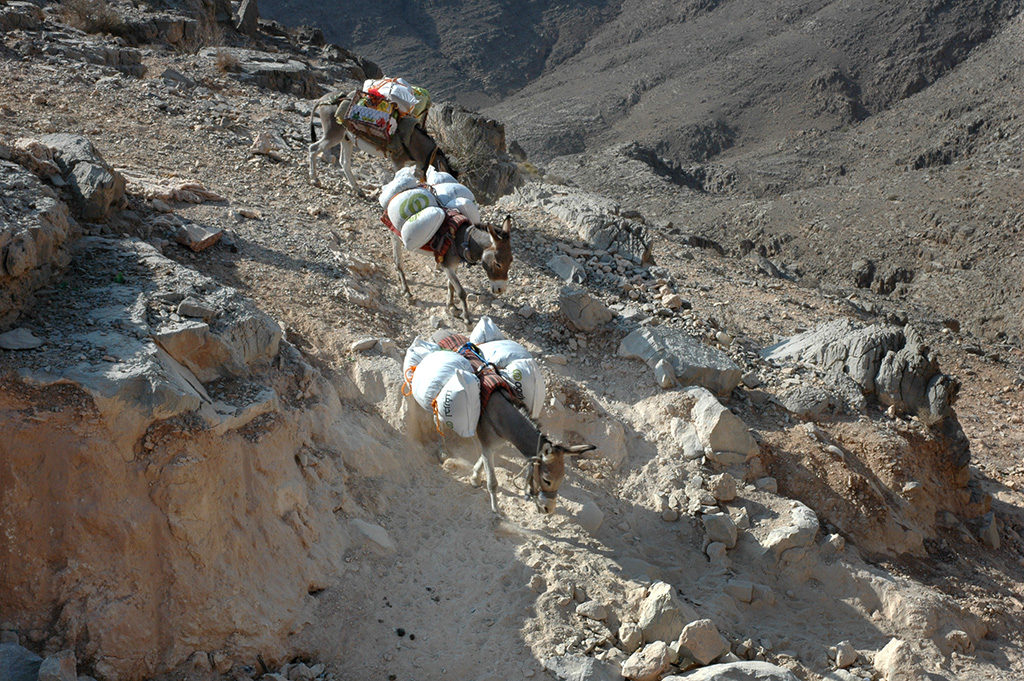 Donkeys in the mountains