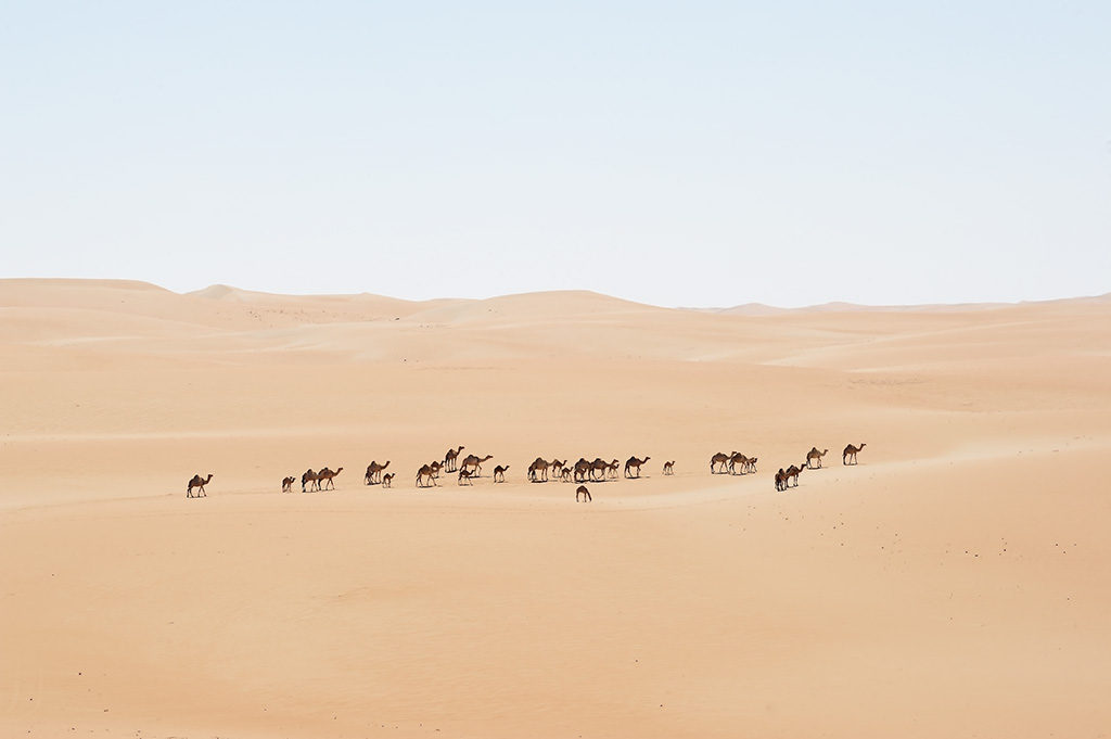 Camel in the desert