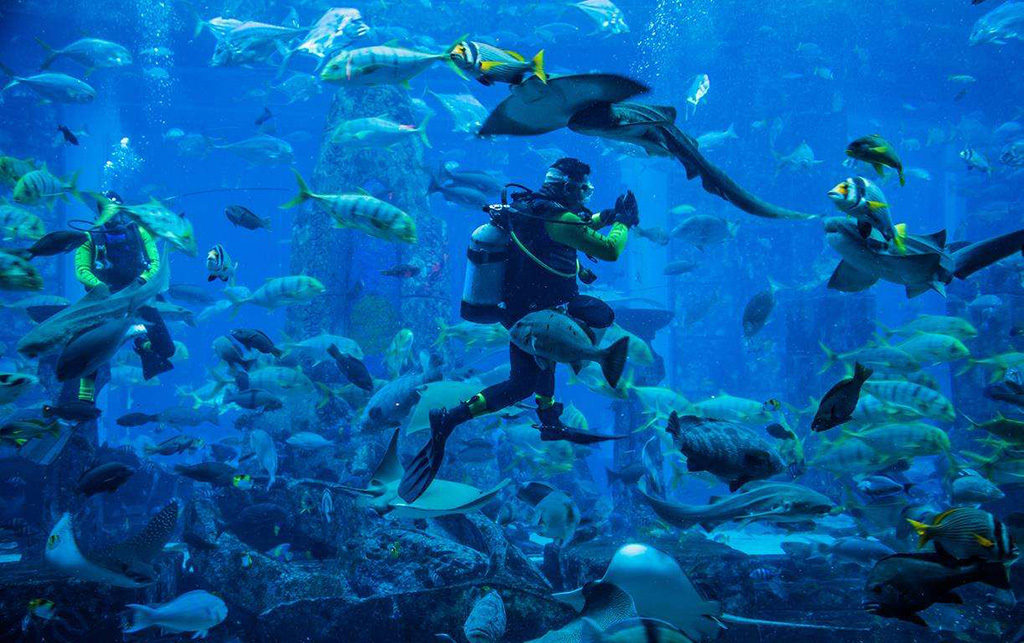 Dubai mall aquarium