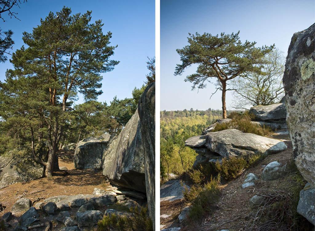 Fontainebleau forest