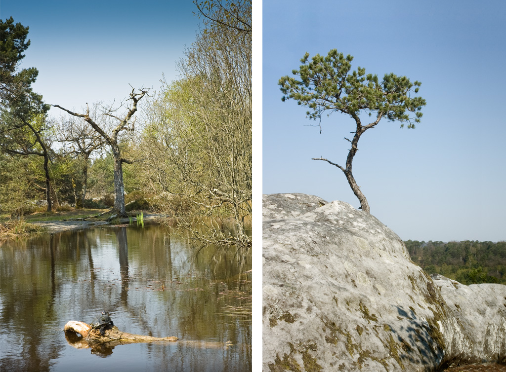 fontainebleau forest