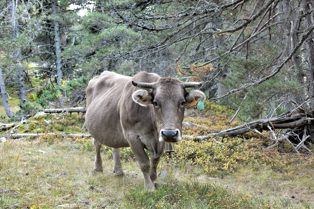 cow alpine pasture