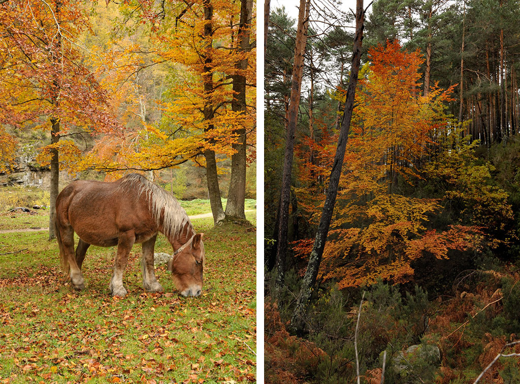 Horses in the fall