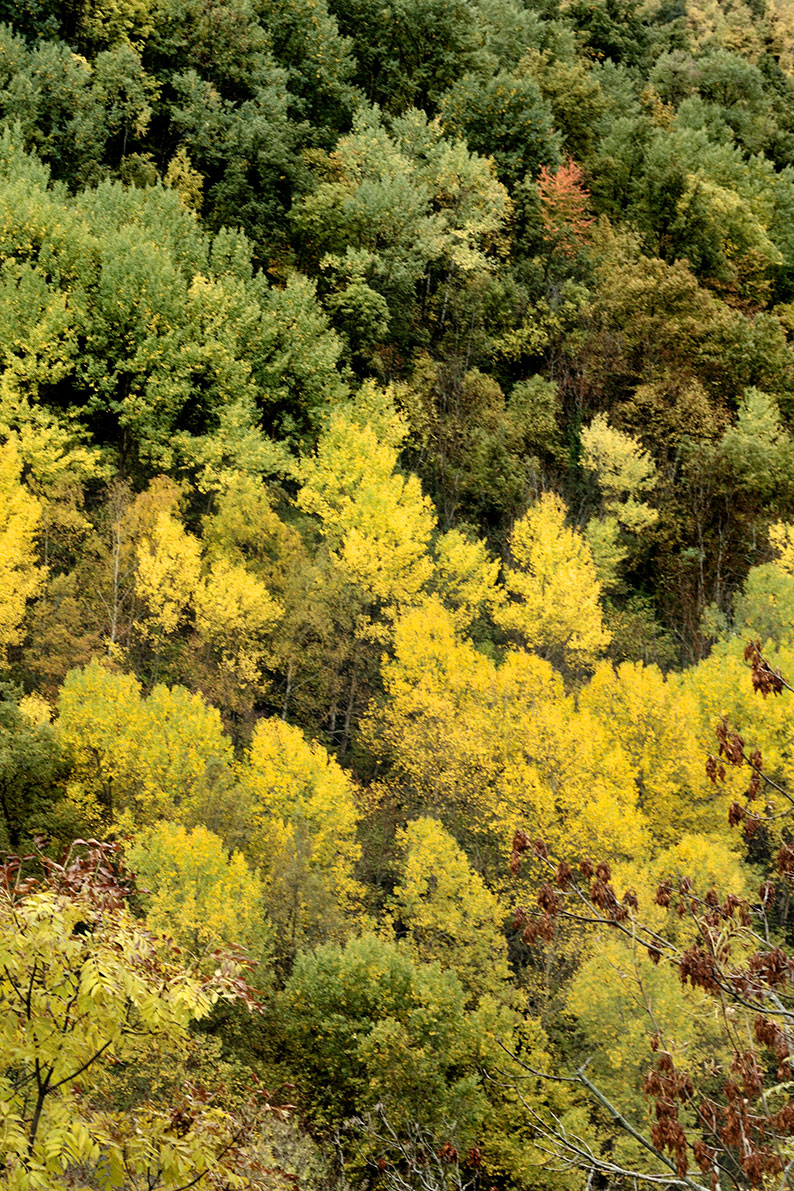 Fall colors