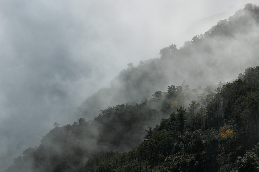 Fog in the forests