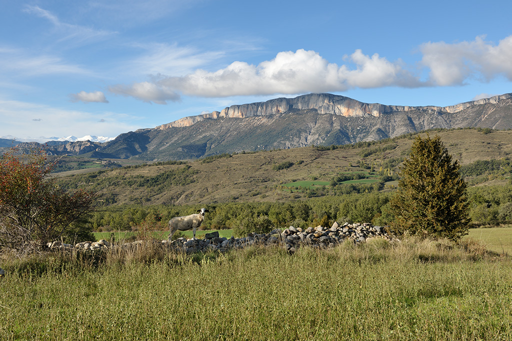 sheep in the valley