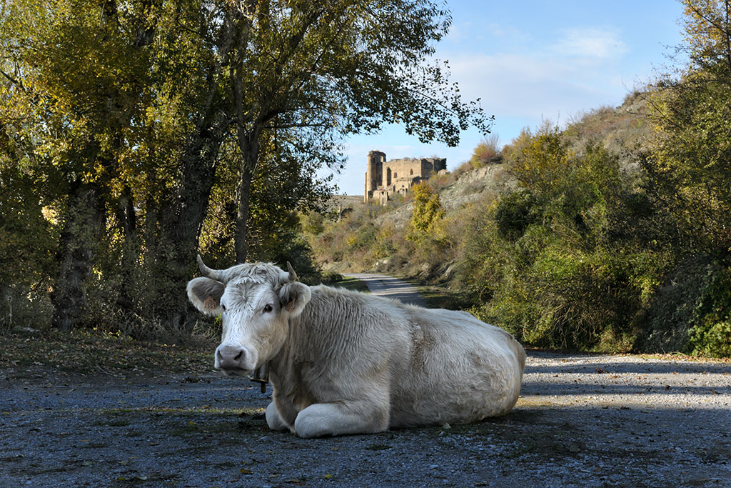 Cow on the road