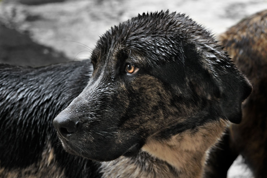 Shepherd dog