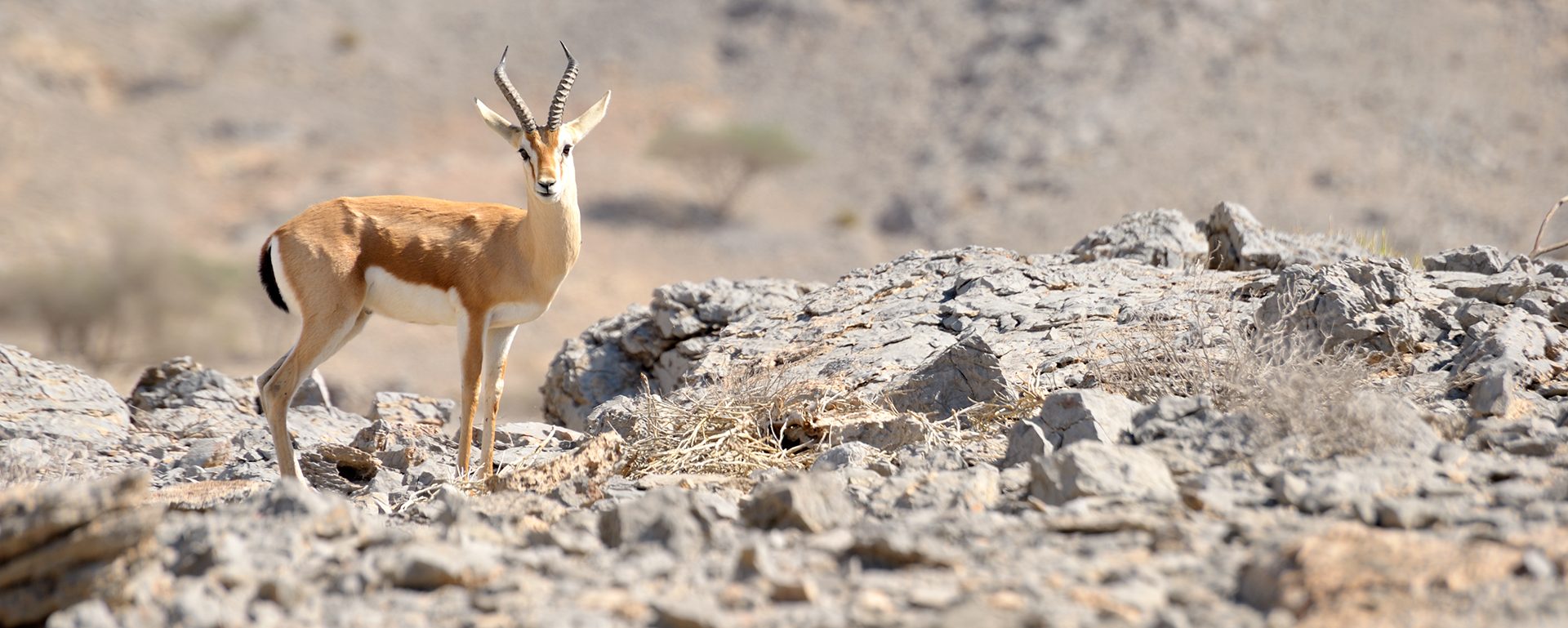 wild arabian gazelle